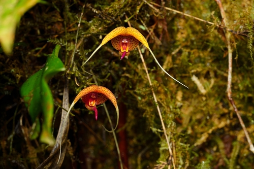 Scaphosepalum swertiifolium, photograph 6