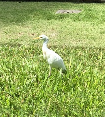 Bubulcus ibis