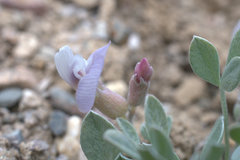 Astragalus calycosus calycosus