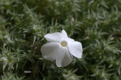 Phlox hoodii canescens