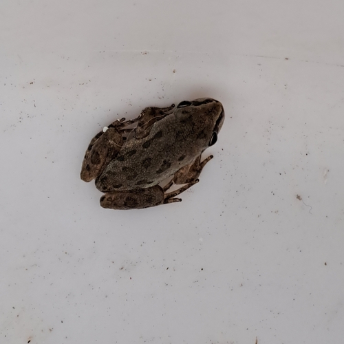 Boreal Chorus Frog photographed in Wyoming
