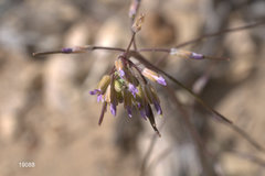 Boechera perennans