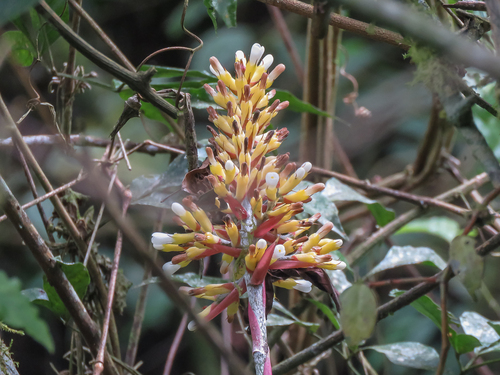 White Bromeliad (Aechmea candida)