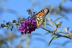 Danaus plexippus