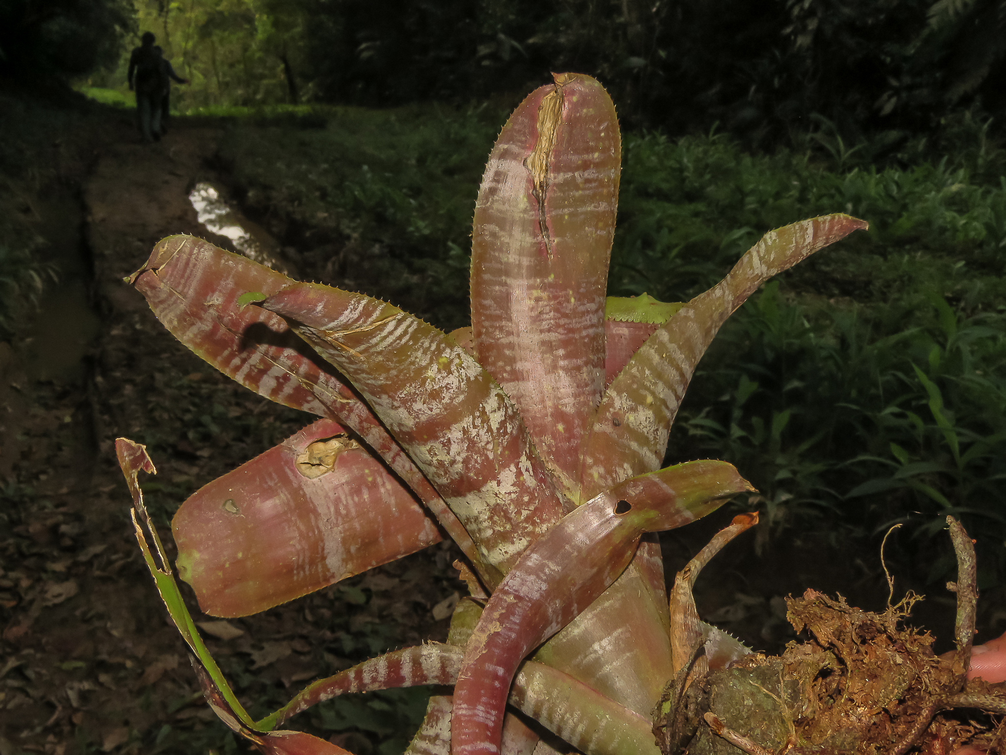 Imagem de Bromélia