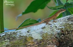 Anolis unilobatus