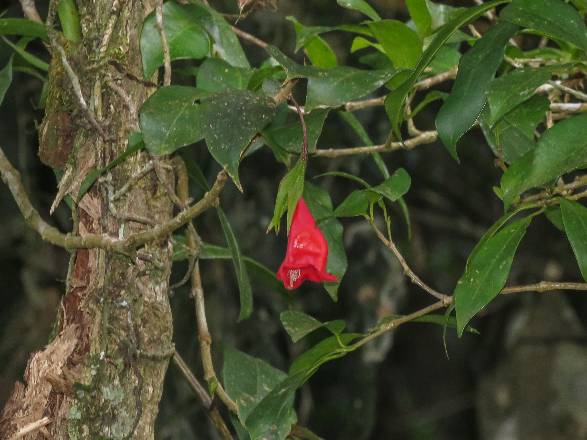 Nematanthus crassifolius