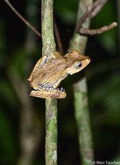 Polypedates otilophus