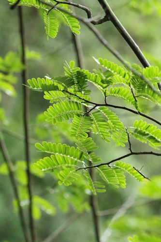Dalbergia millettii, photograph 6