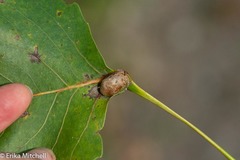 Pemphigus populicaulis