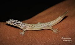 Sphaerodactylus dunni