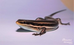 Marisora roatanae