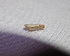 Scaphytopius elegans