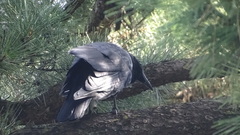 Corvus macrorhynchos