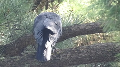 Corvus macrorhynchos