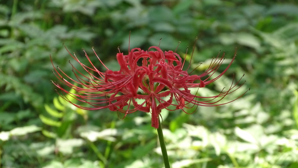 석산 from Chiyoda, Tokyo, Japan on 2019년 10월 01일 (화) at 10:49 오전 by Andra Waagmeester · iNaturalist 석산 (Lycoris radiata)