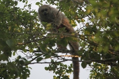 Plecturocebus donacophilus