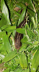 Phyllocaulis soleiformis