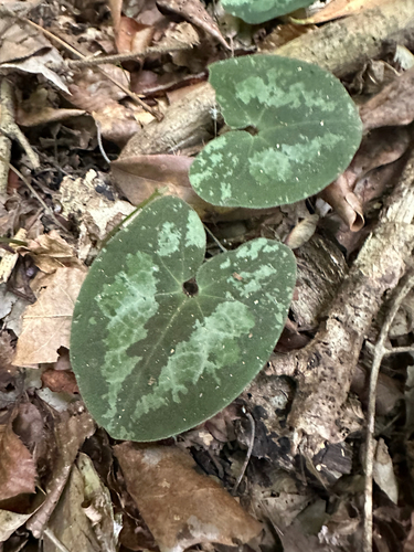 Asarum asperum iNat (2)