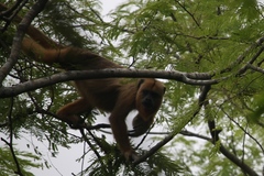 Alouatta sara