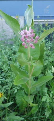 showy milkweed