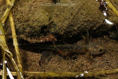 Anhui Knobby Newt photo 2