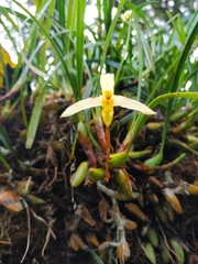 Maxillaria acuminata