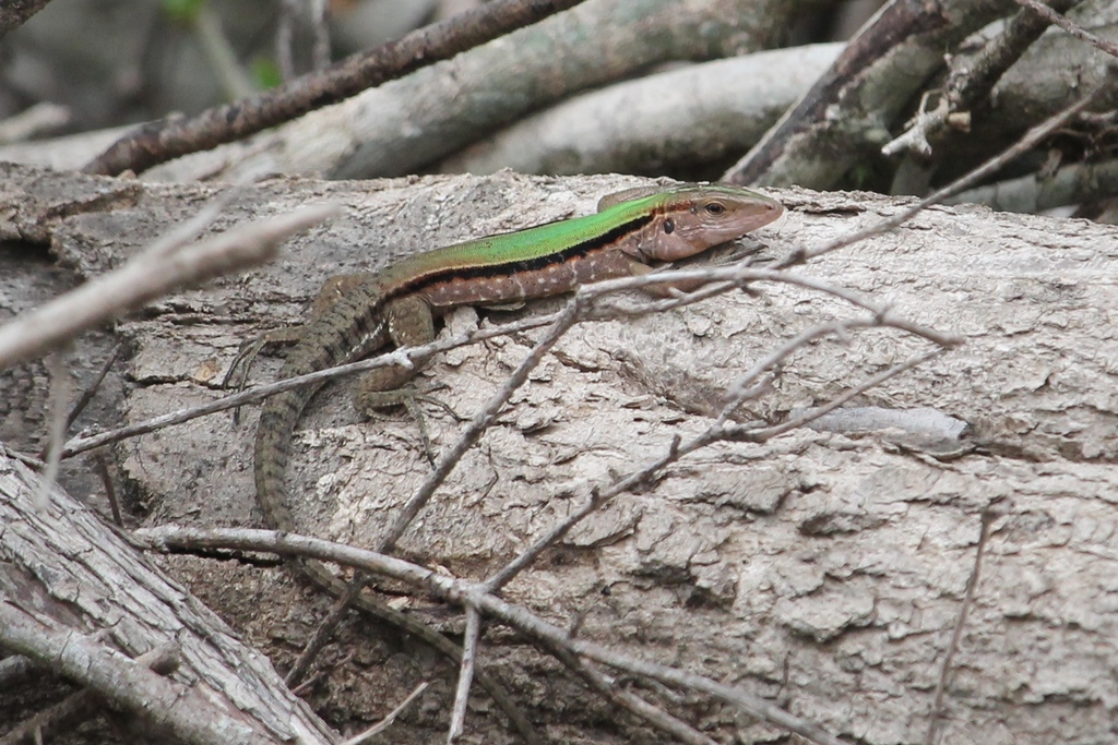 Cocha Whiptail