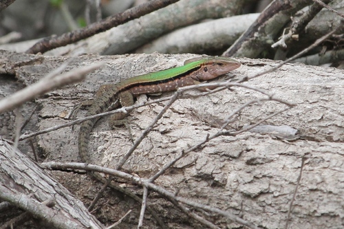 Cocha Whiptail
