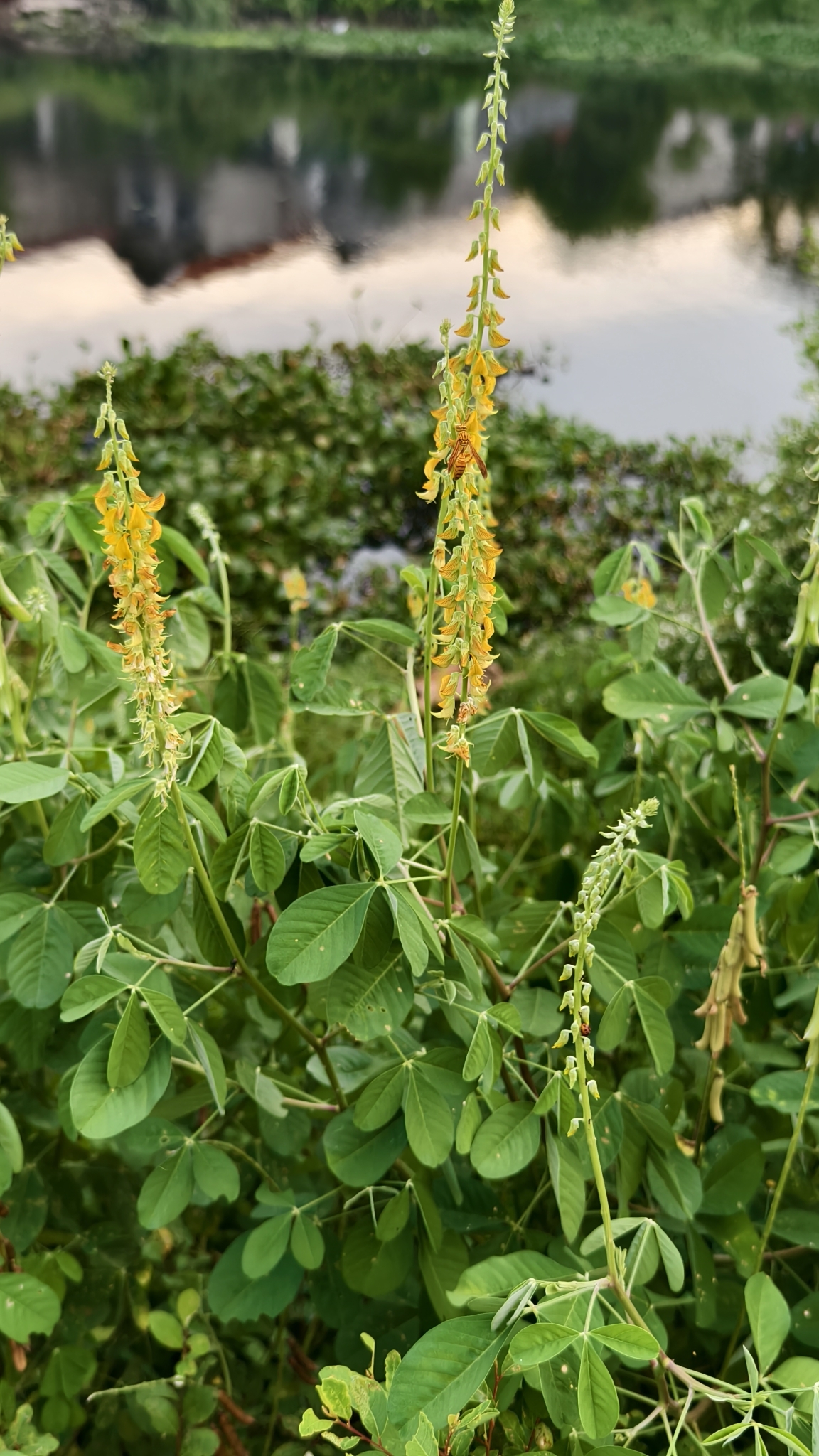 Crotalaria pallida (Crotalaria pallida)