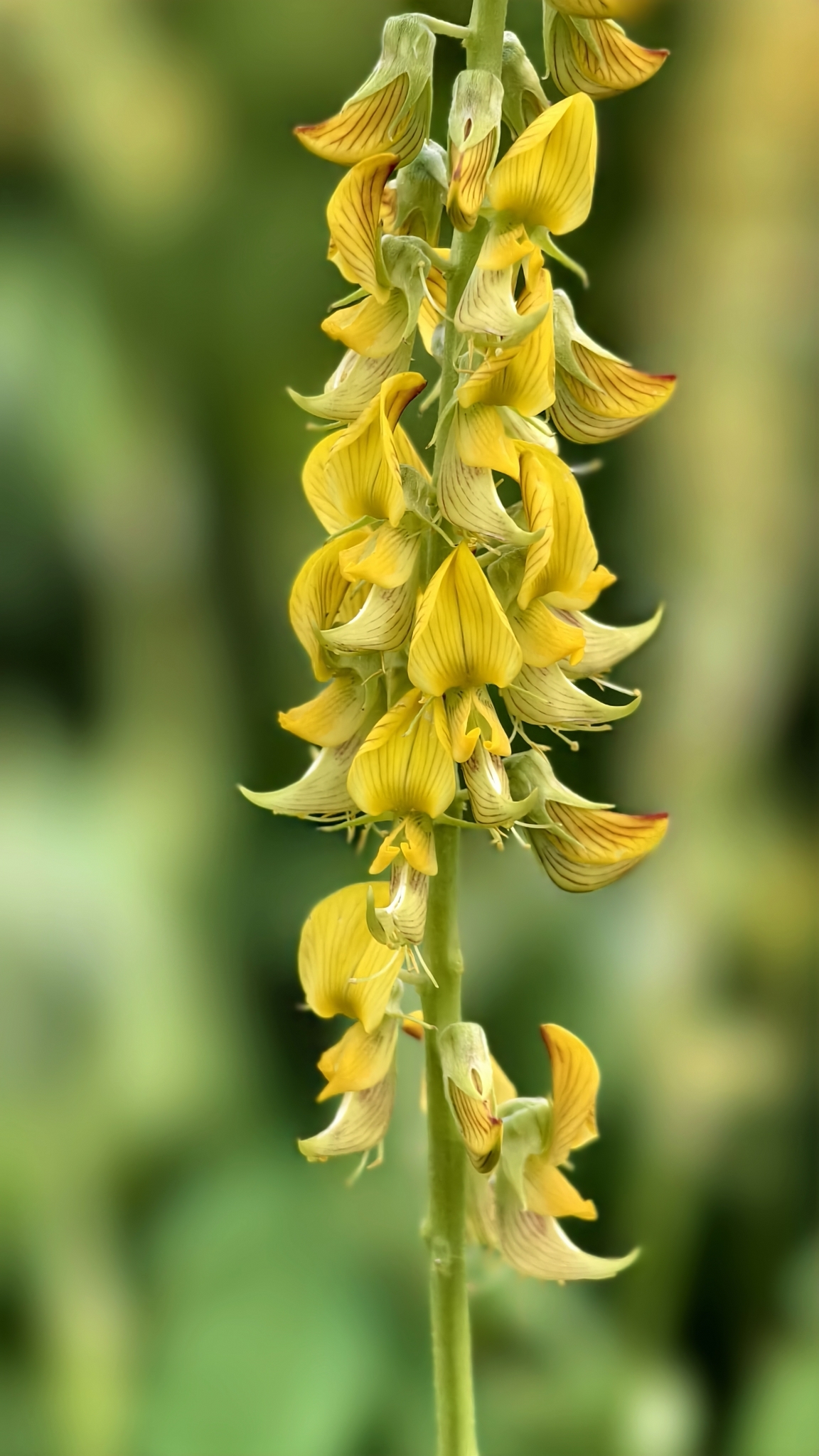 Crotalaria pallida — ảnh 2
