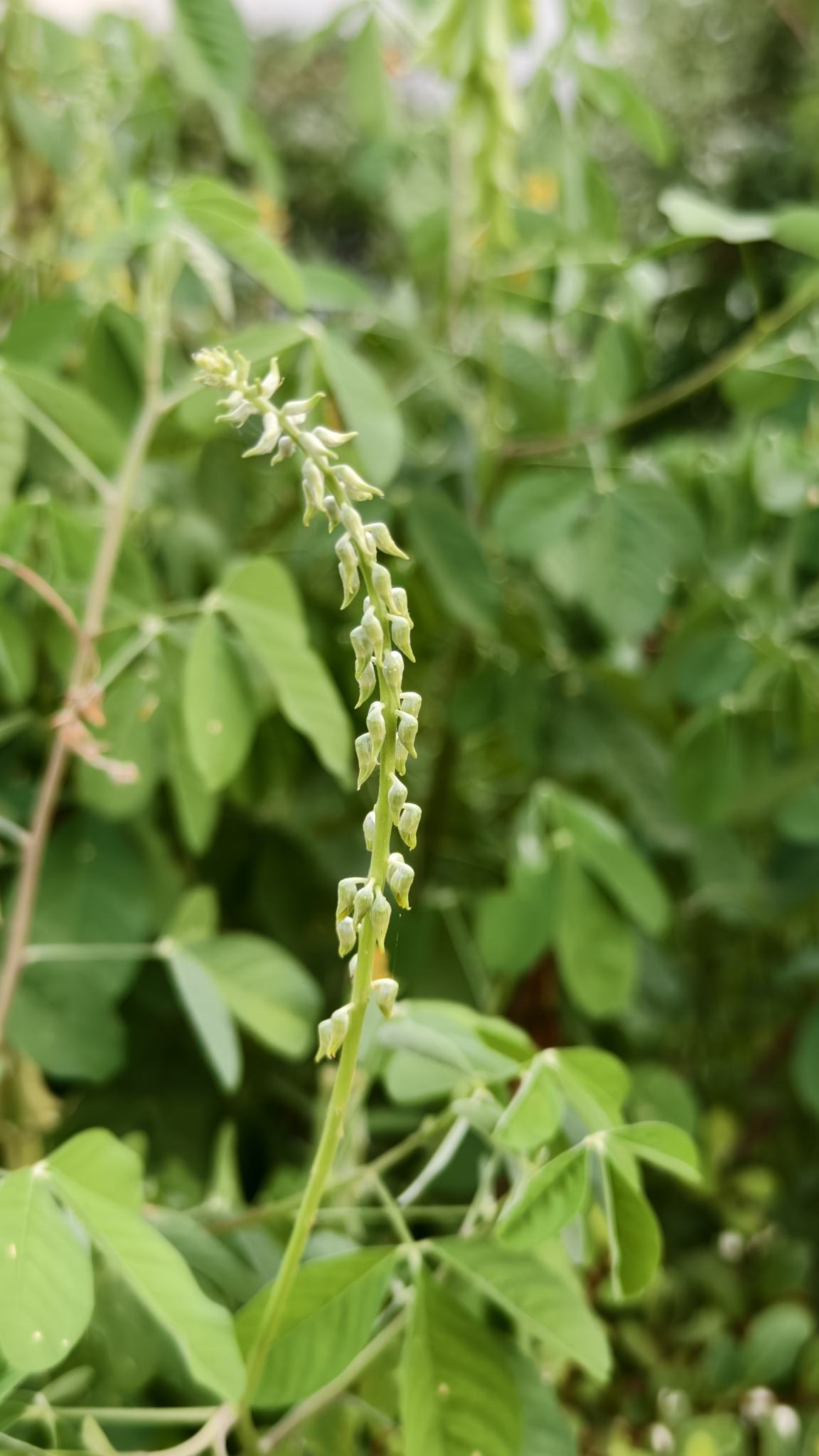 Crotalaria pallida — ảnh 3