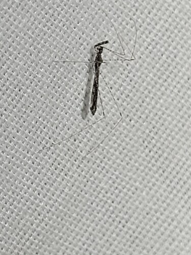 iNaturalist observation photo of Empicoris