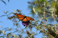 Danaus plexippus