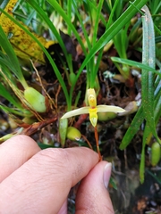 Maxillaria acuminata