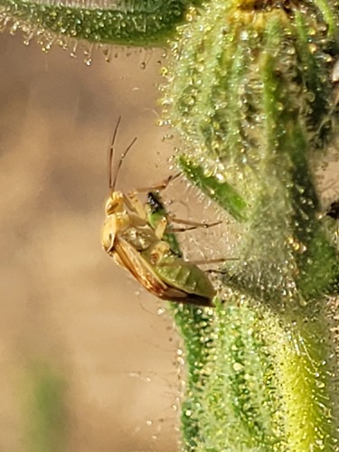 iNaturalist observation photo of Lygus Bugs