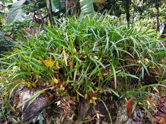 Maxillaria acuminata