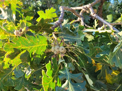 iNaturalist observation photo of valley oak
