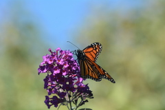 Danaus plexippus
