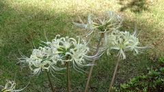 Lycoris