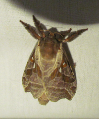 Sthenopis argenteomaculatus