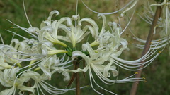 Lycoris