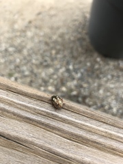 Calligrapha confluens