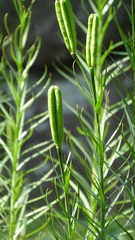 Lilium formosanum