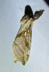 Sthenopis argenteomaculatus