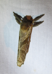 Sthenopis argenteomaculatus