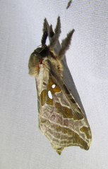 Sthenopis argenteomaculatus