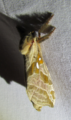 Sthenopis argenteomaculatus