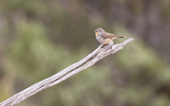 Redthroat photo 3