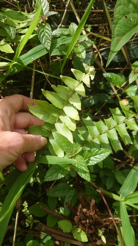 Nephrolepis brownii iNat (1)